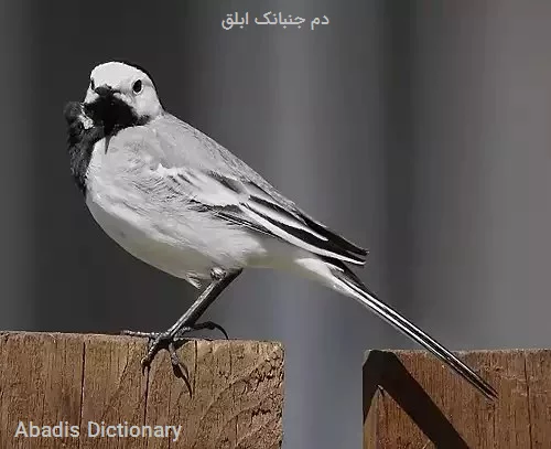 دم جنبانک ابلق